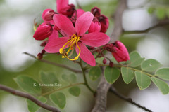Cassia renigera
